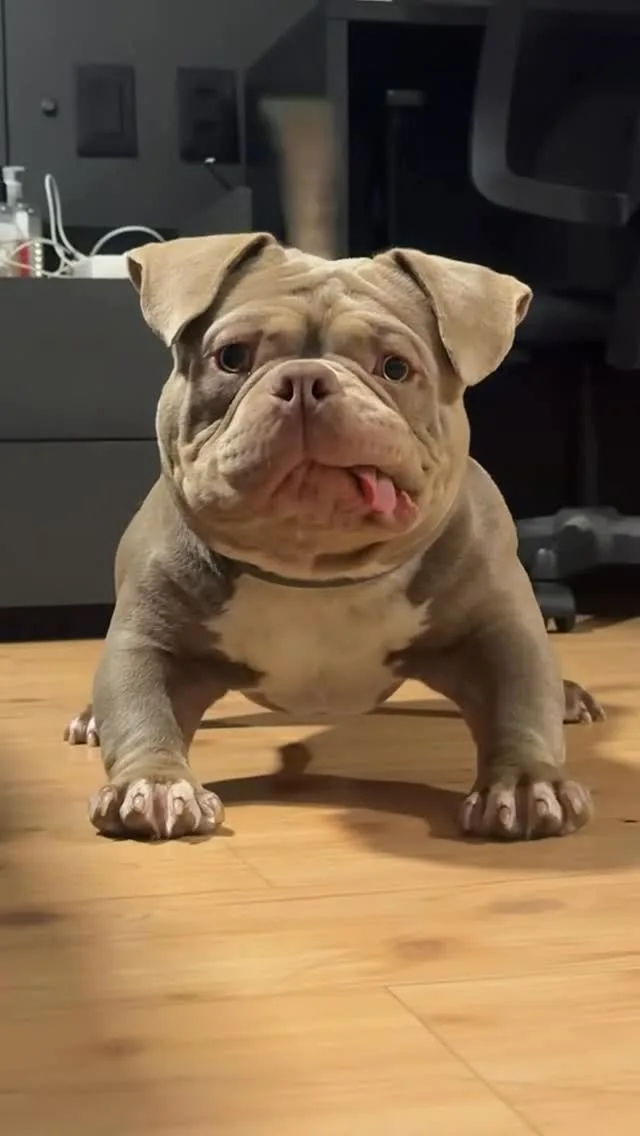 Cena do vídeo viral do Brondog que alcançou 714 mil curtidas